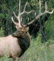 Elk Time